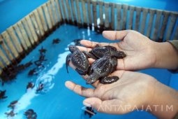 Penetas Penyu Taman Konservasi Kili-kili Belum Optimal