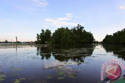 Protect Curiak Island As Bekantan Habitat