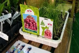 Petani Bawang Merah Brebes Andalkan Benih Unggul