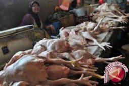 Harga daging ayam naik di Jambi