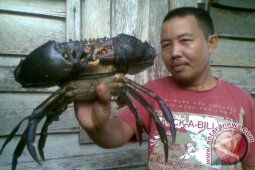 Nelayan Singkil perlu latihan budidaya kepiting