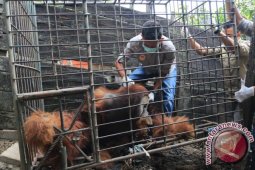 Pengamat: Mahasiswa Peduli Pelestarian Orangutan Perlu Diperbanyak