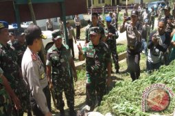 Saat Latihan, Yonif Raider 100 Temukan Lahan Ganja