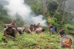 Polres Madina Gandeng TNI Temukan Ladang Ganja