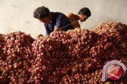 Harga bawang beranjak turun di Jambi, karena pasokan bertambah