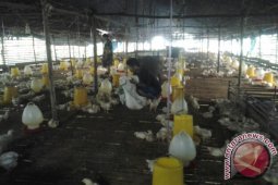 USAHA PETERNAKAN AYAM