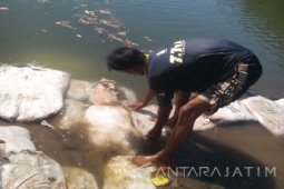 Banjir Rob di Situbondo Rugikan Petambak