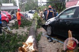 Hujan Sebabkan Pohon Tumbang Di Bogor