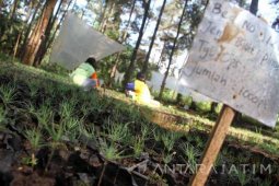 Pembibitan Pinus Perhutani