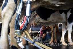 Produksi Susu Sapi Nasional