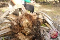 Delapan Hektare Sawit di Paser Terserang "Gonaderma"