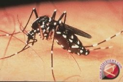 64 Warga Tarutung Terjangkit DBD dan Chikungunya