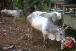 Jambi surplus sapi/kerbau 2.809 ekor