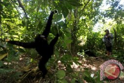 FKL amankan 240 jerat satwa di Leuser