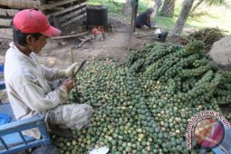 Produksi Kolang Kaling Meningkat