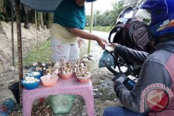 Warga Singkil jual jamur di bulan Ramadhan