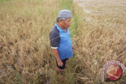 Sawah Rusak Akibat Rob