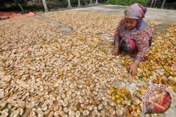 Harga Pinang Turun