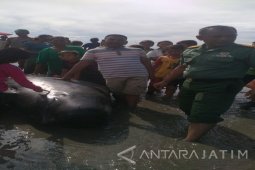 10 Ikan Paus yang Terdampar di Pesisir Probolinggo Mati