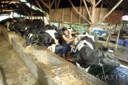 Bojonegoro Tolak Harga Daging Sapi Rp80.000/Kilogram