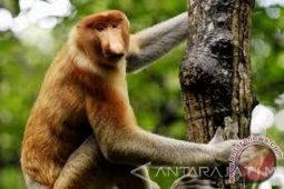 Tim KBS evakuasi bekantan lepas dari kelompok