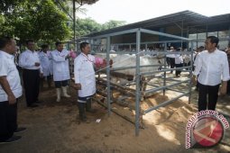 Presiden Tinjau Pembibitan Sapi Lokal