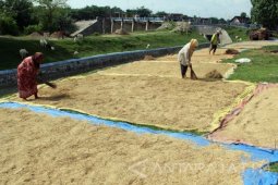 Dinas Pertanian Bojonegoro Minta Petani Waspadai Hama