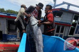 Ikan Layar Kurang Diminati