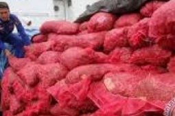 News Focus -Indonesians aghast at the price of garlic