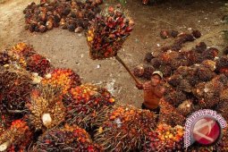 Harga TBS Kaltim Kembali Turun
