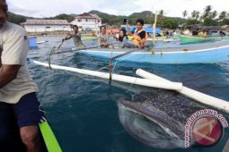 Wisata Hiu Paus Ramai