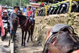 Jasa Kuda Wisata