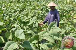 Pemkab Buleleng Klaim Lahan Tembakau Meningkat Signifikan