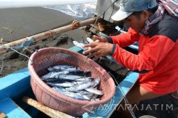 Harga Ikan Cakalang Naik