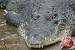 Dua bocah perempuan selamat dari terkaman buaya