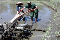 Babinsa Bantu Petani Tanam Padi di Jember