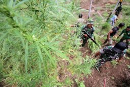 Polisi Temukan Ganja di Zona Merah Sinabung