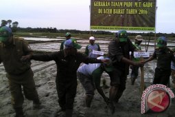 Aceh Barat mulai wajibkan tanam sistem legowo