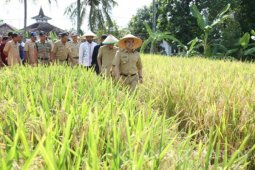 Banyuwangi Gelar Festival Padi