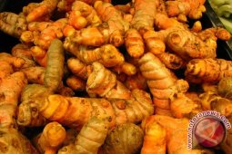 Petani di Abdya mulai gairah tanam kunyit