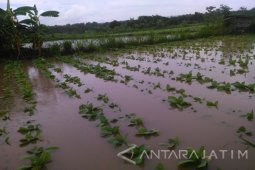 Tanaman Tembakau Petani Pamekasan Terendam Banjir