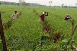 Hama Wereng Serang Tanaman Padi di Bojonegoro