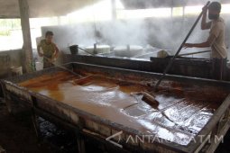 Ratusan Perajin Gula Tebu Tulungagung Gulung-Tikar