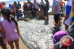 Nelayan Pesisir Selatan Cilacap Panen Ikan Layur
