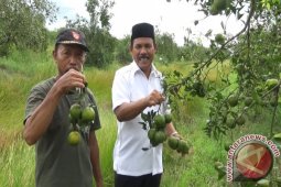 Pengusaha Tertarik Bangun Industri Buah Batola