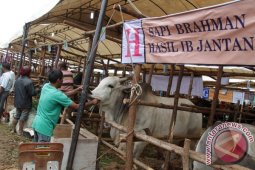 Kontes Sapi di Aceh