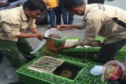 Polres Labuhanbatu Amankan 11 Trenggiling