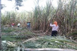 Petani Tebu: Kinerja APTR Situbondo Belum Maksimal