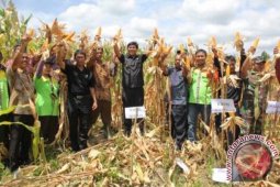 Panen Raya Jagung