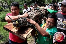 Buaya di sungai Lembang sengaja dipelihara